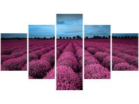 OBRAZ LAWENDOWY NCUSKI KRAJOBRAZ