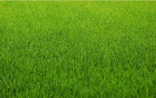 inco florovit trawa 0,9kg such ter na Arena.pl