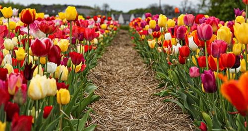 Tulipan polski mix odmian i gatunków 50 szt. 8/9 cebulki tulipanów na Arena.pl