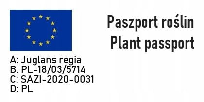 ORZECH WŁOSKI JACEK OGROMNE owoce 2 LETNI DUŻA SADZONKA na Arena.pl