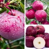 SADZONKI DRZEWKA OWOCOWE JABŁOŃ CZERWONA PRINCE PARCHOODPORNA DUŻE