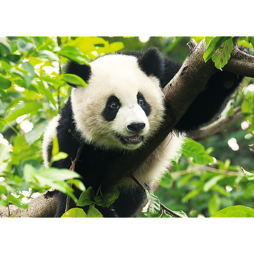 Puzzle 500 Panda na Arena.pl