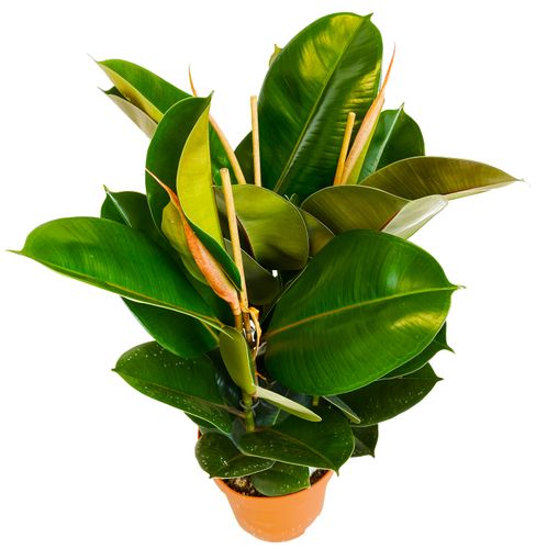 FIKUS ELASTIKA ROBUSTA 80 cm na Arena.pl