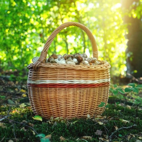 KOSZ WIKLINOWY KOSZYK NA GRZYBY ZAKUPY PIKNIK OWOCE Z WIKLINY DUŻY EKO na Arena.pl