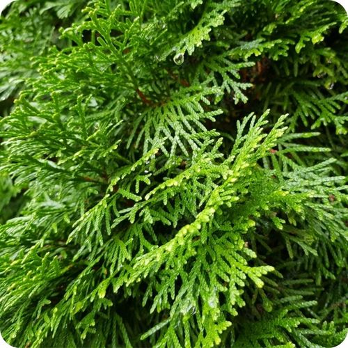 Siarkopol Jesienny Nawóz Pod Iglaki 25KG Bez Azotu Chroni Przed Mrozem na Arena.pl