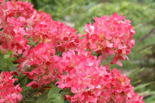 Hortensja bukietowa 'Diamant Rouge' (Hydrangea paniculata) Doniczka 1.0L na Arena.pl