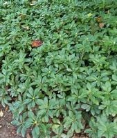 Runianka japońska bylina okrywowa do cienia