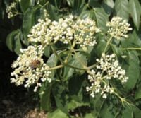 EWODIA KOREAŃSKA Daniellii Miododajna - sadzonki w doniczkach