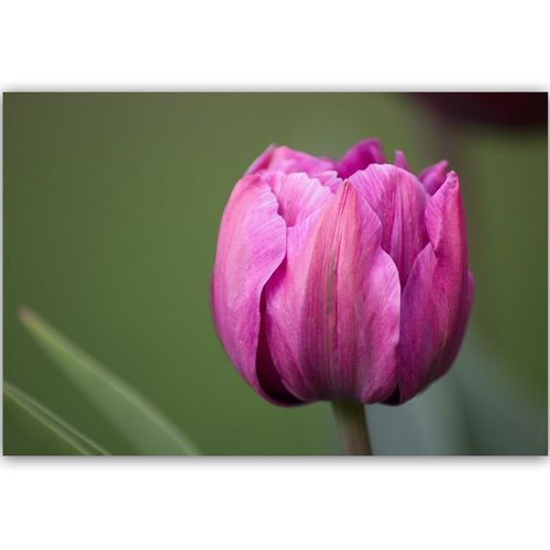 Deco Panel, Fioletowy tulipan 60x40 na Arena.pl