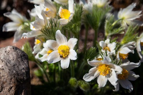 Sasanka zwyczajna 'Pinwheel White' (Pulsatilla vulgaris) Poj. P9 na Arena.pl