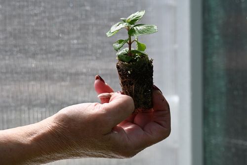 Pysznogłówka ogrodowa  Bee-Lieve - Monarda hybrida na Arena.pl