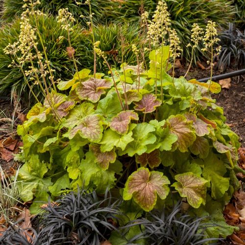 Żurawka DELTA DAWN Pomarańczowo-żółta Do cienia Sadzonki w doniczkach C2 na Arena.pl