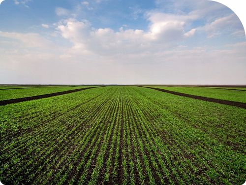 ŚRODEK CHWASTOBÓJCZY 1L NA WSZYSTKIE CHWASTY SINGLIF 360 SL GLIFOSAT na Arena.pl
