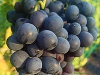 Winorośl 'Agat Doński' (Vitis) w doniczkach P9, wysokość 40-60 cm