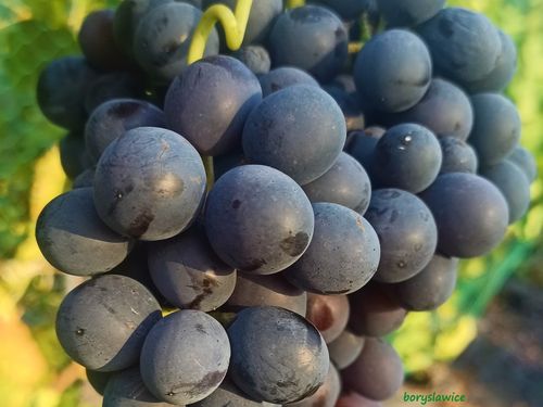 Winorośl 'Agat Doński' (Vitis) w doniczkach P9, wysokość 60-80 cm na Arena.pl