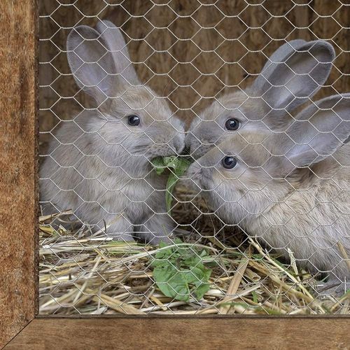 SIATKA HODOWLANA DO KLATEK SZEŚCIOKĄTNA OCYNKOWANA zielona 25x25mm 1,5m 25m na Arena.pl