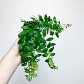 Aeschynanthus Caroline Eszynanthus don.9cm