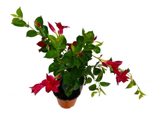 SANDEVILLA (SUNDAVILLE)  Czerwona 30 cm na Arena.pl