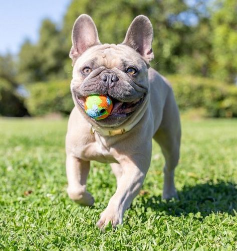 Chuckit! Eco Fetch Ball Small 2pak [37163] na Arena.pl