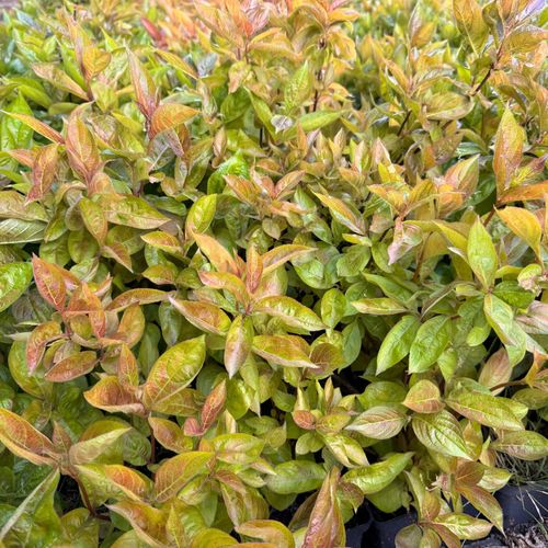 Krzewuszka cudowna 'Wings of Fire' (Weigela florida) Doniczka 2.0L na Arena.pl