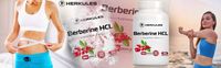 HERKULES Berberine HCL 100caps 500MG CHOLESTEROL CUKIER GLUKOZA BERBERYNA