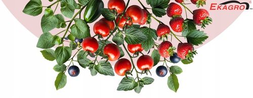 Torf Kwaśny Podłoże z EKO Nawozem BORÓWKA IGLAKI na Arena.pl