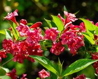 Krzewuszka Bristol Ruby p9 do Ogrodu