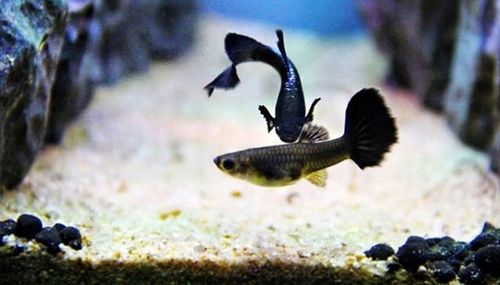 PIASEK KWARCOWY DO AKWARIUM - NAJCZYSTSZY 0,5-1,2 15 KG Drobny, Jasny na Arena.pl