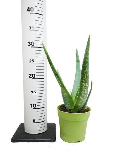 Aloes ALOE VERA 30cm na Arena.pl