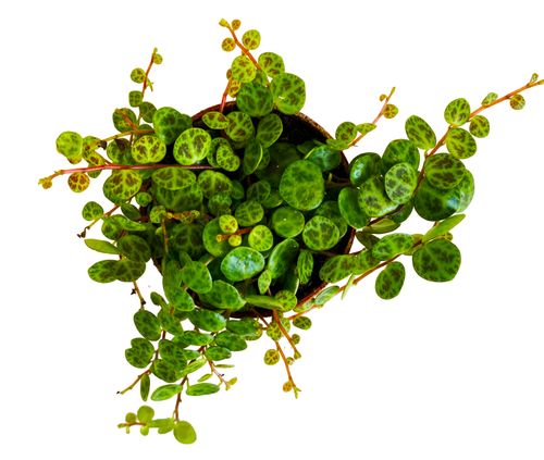 Peperomia 8 cm na Arena.pl