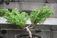 Jałowiec chiński Shimpaku - Juniperus chinensis 0033