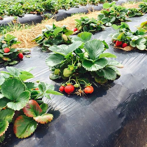 BioCover Materiał do Ściółkowania 1x20m | Ekologiczny i Biodegradowalny na Arena.pl