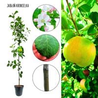 Jabłoń Kronselka stara odmiana mrozoodporna 100-150 cm