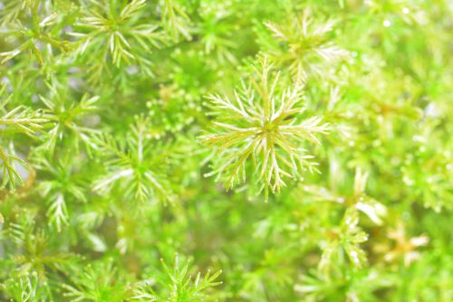 Myriophyllum sp red na Arena.pl