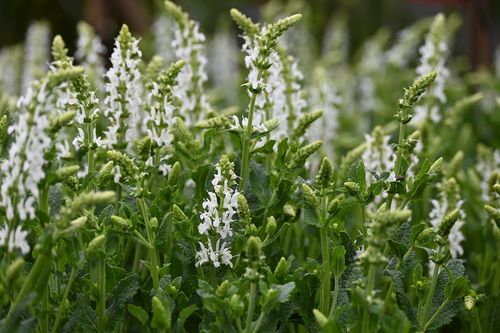 Szałwia omszona Schneehugel - Salvia nemorosa na Arena.pl
