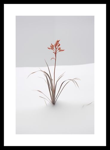 Plakat 20x30cm Subtelność Natury na Arena.pl