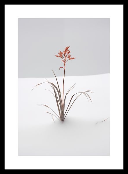 Plakat 20x30cm Subtelność Natury zdjęcie 3