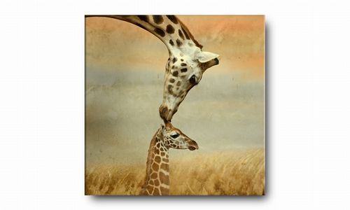 OBRAZ NA PŁÓTNIE 129 Żyrafy 40x40cm na Arena.pl