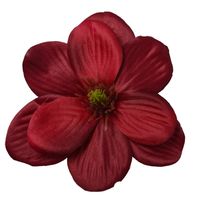 Magnolia wyr. bordowa 24 szt