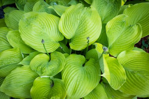 Hosta 'Sum and Substance' (Hosta) Złote liście Doniczka 2.5L na Arena.pl