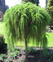 MODRZEW SZCZEPIONY NA PNIU ZWISAJĄCY 160CM