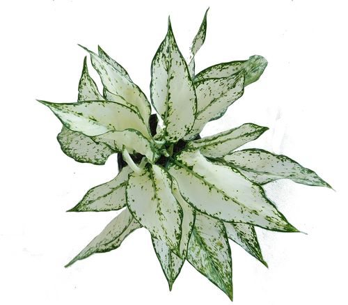 AGLAONEMA SUPER WHITE 30cm na Arena.pl