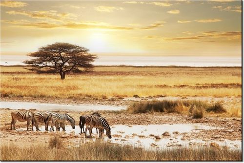 120CM 80CM OBRAZ ŚCIENNY SAFARI na Arena.pl