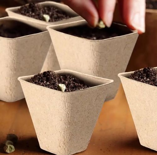 DONICZKI TORFOWE NA ROZSADY SADZONKI 8CM 20SZT na Arena.pl