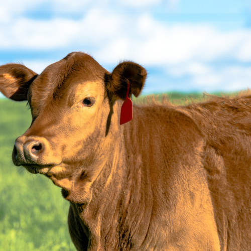 DOLMIX C witaminy dla cieląt DOLFOS 10kg na Arena.pl