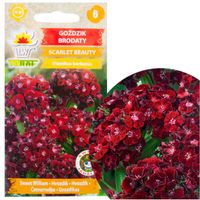 Goździk Brodaty Scarlet Beauty Nasiona 0,5