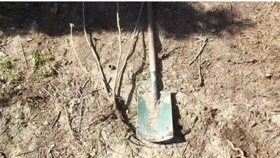 PORZECZKA CZERWONA bomba witaminowa - sadzonki 50 / 70 cm na Arena.pl