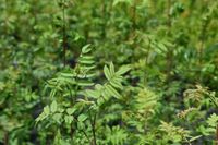 Jarząb pospolity - Sorbus aucuparia