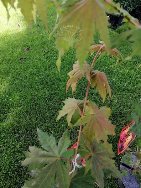 Klon ussuryjski rzadkość w ogrodach zdjęcie 2