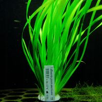 Rośliny do akwarium Vallisneria Green americana XL